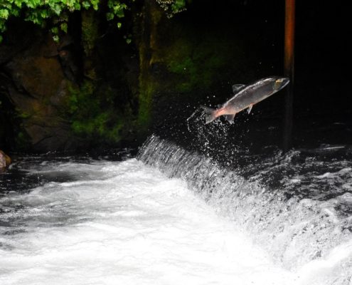 rock, log and salmon - scottgroves