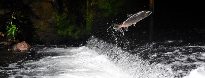 rock, log and salmon - scottgroves